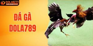 Đá Gà DOLA789 Thưởng Tối Đa 18.888K Khi Thắng Lớn Mỗi Ngày