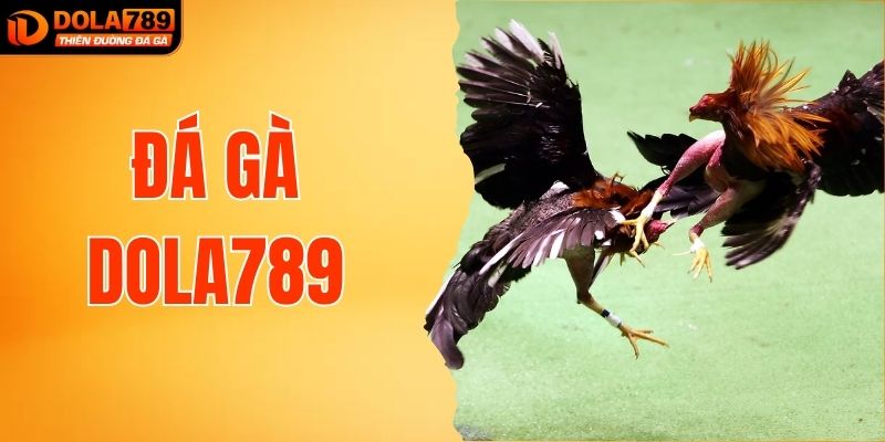 Đá Gà DOLA789 Thưởng Tối Đa 18.888K Khi Thắng Lớn Mỗi Ngày